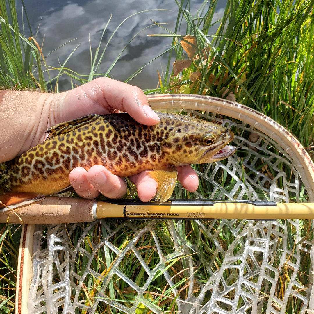 Tenkara Fishing Rod 7:3 option