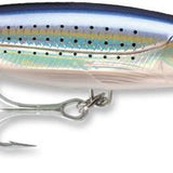 Spotted Minnow
