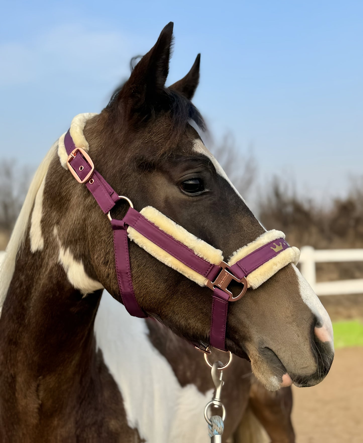 Horse Halter with Detachable Faux Fur Band & Glossy Buckle – Adjustable Head Collar for Horses, Available in 15 Colors & 3 Sizes FULL COB PONY