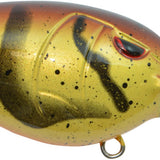 Molting Craw